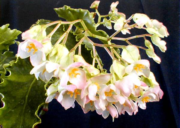 B. ‘Ireland’